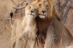 Tanzania: 8-Day Safari and Volcano Trekking Adventure