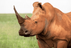 Tanzania: 8-dages safaritur med overnatning