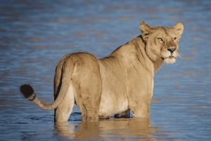 Tanzania: 8-dages safaritur med overnatning