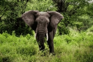 Tanzania: 8-dages safaritur med overnatning