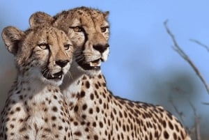 Tanzania: 8-dages safaritur med overnatning