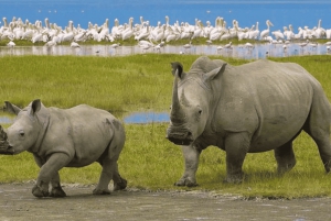 Tanzania: 8-dages safaritur med overnatning