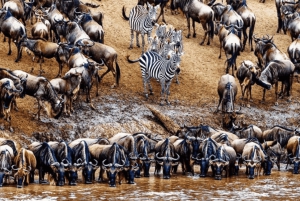Tanzania: 8-dages safaritur med overnatning