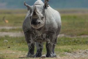 Tansania: 9 päivän safari ja rantaloma Zanzibarissa