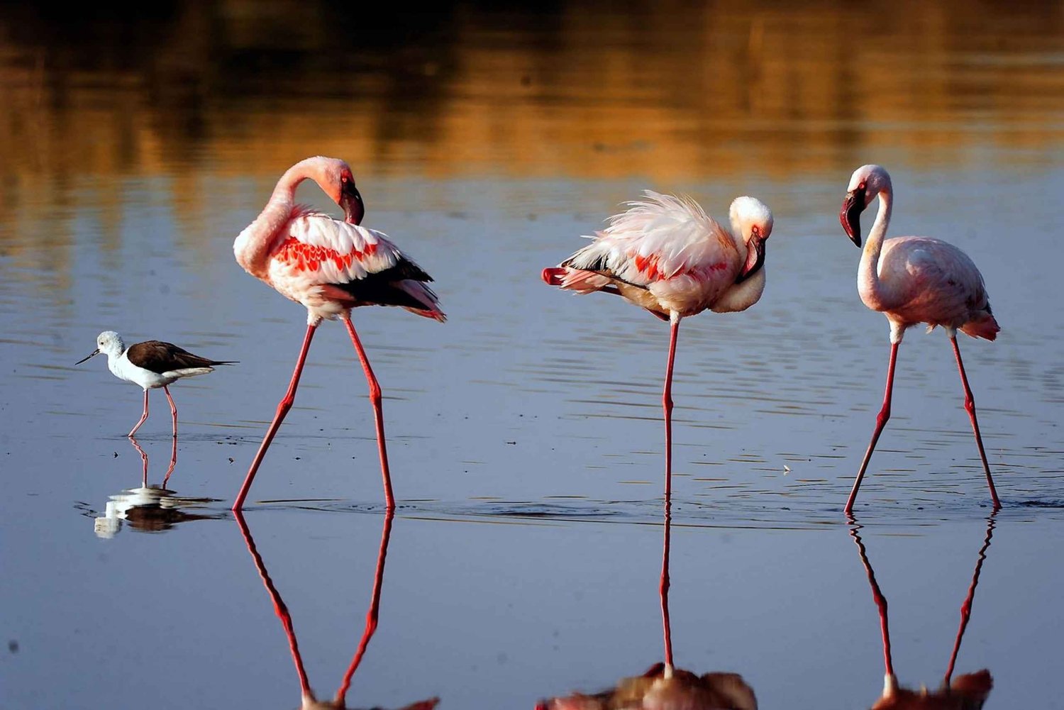 Tanzania: 9-dagars safari med Maasai kulturupplevelse