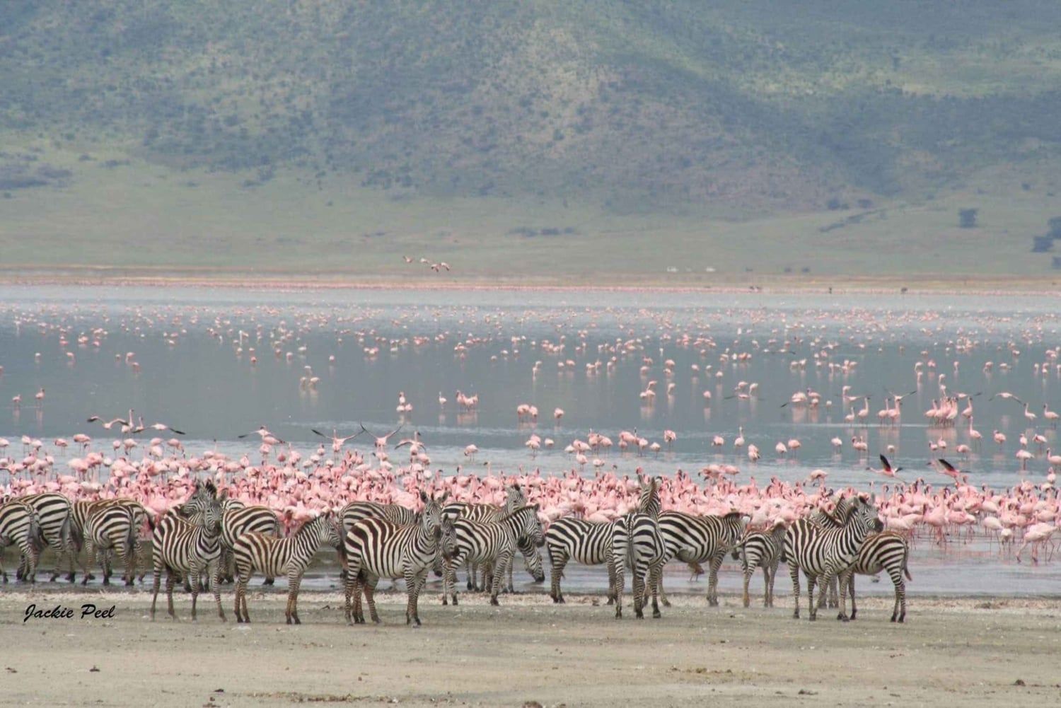 Танзания: тур «Большая пятерка»