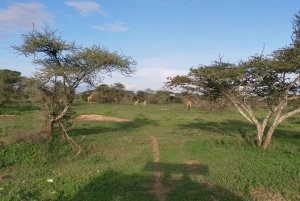 Tansanian budjettisafari: Serengeti, Ngorongoro & Tarangire