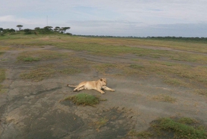 Budżetowe safari w Tanzanii: Serengeti, Ngorongoro i Tarangire