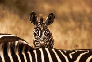 Tansania Budget Safari: Serengeti, Ngorongoro & Tarangire
