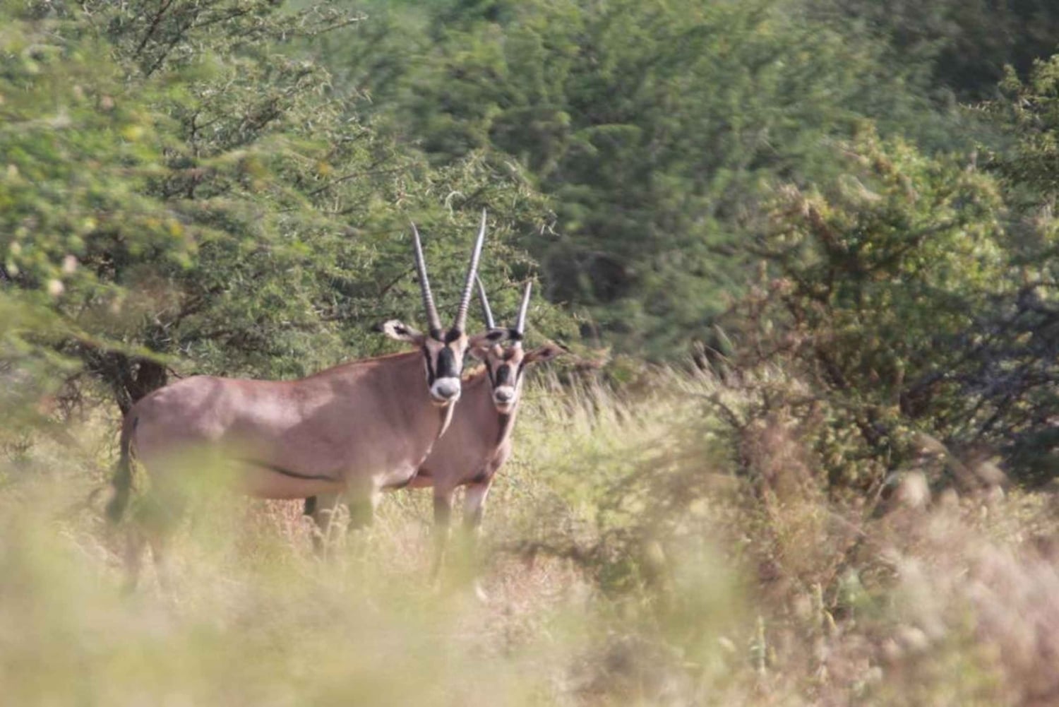 Tanzania: Four Days Wildlife Safari in Northern Parks