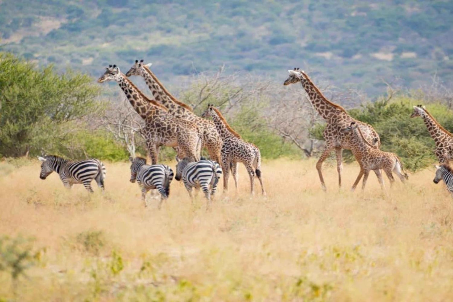 Tanzania: Four Days Wildlife Safari in Northern Parks