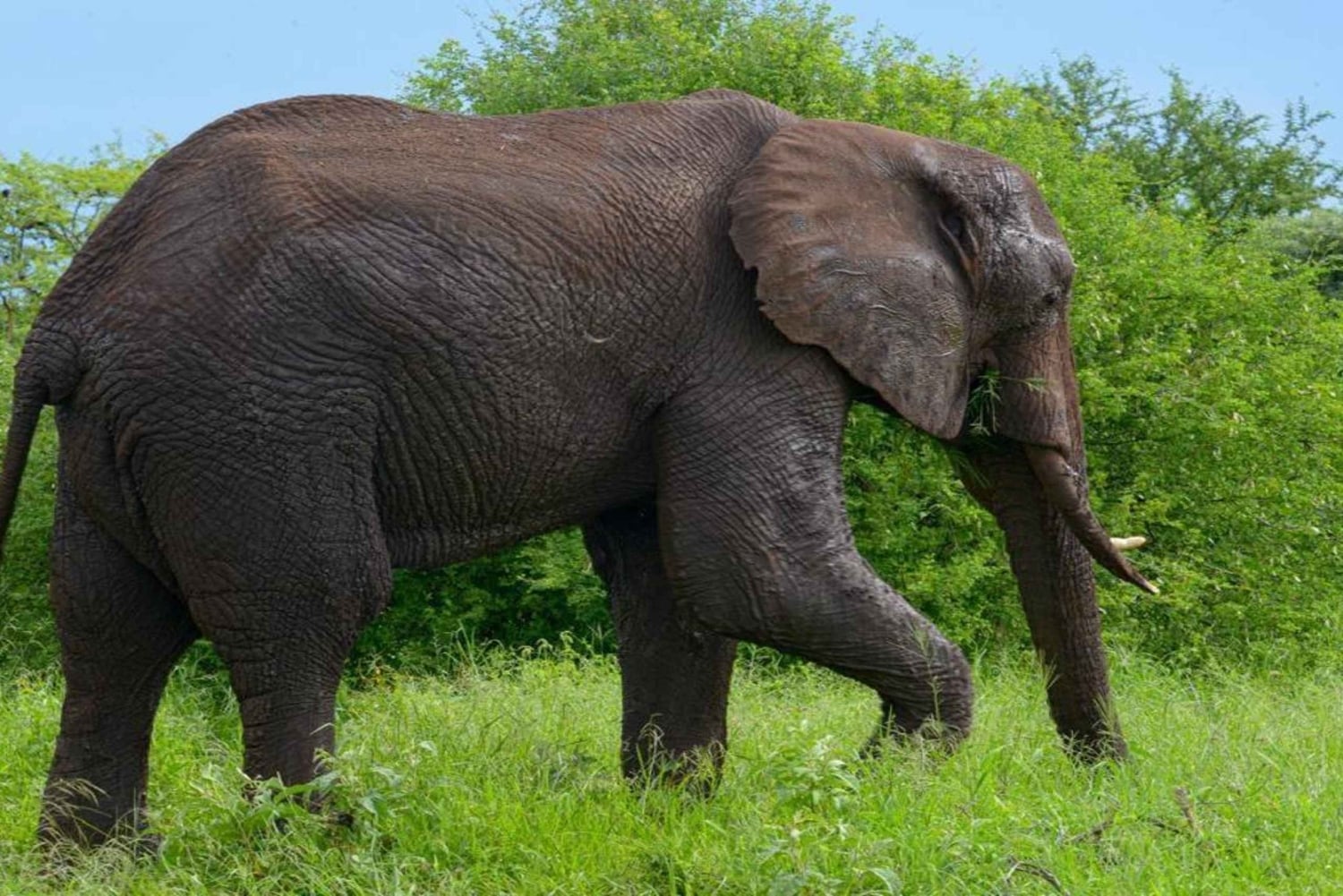 Tanzania: Four Days Wildlife Safari in Northern Parks