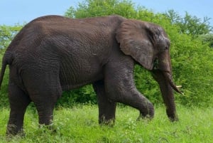 Танзания: Четырехдневное сафари по дикой природе в северных парках