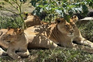 Танзания: Четырехдневное сафари по дикой природе в северных парках