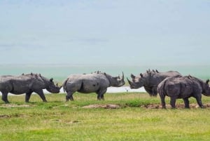 Tanzania: Four Days Wildlife Safari in Northern Parks