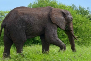 Tanzania: Four Days Wildlife Safari in Northern Parks