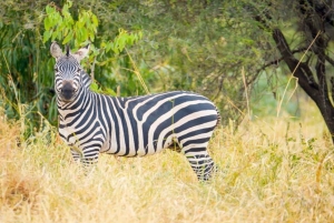 Tanzania: Four Days Wildlife Safari in Northern Parks