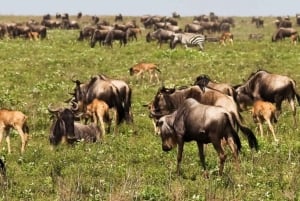 Групповые сафари по лучшим национальным паркам Танзании