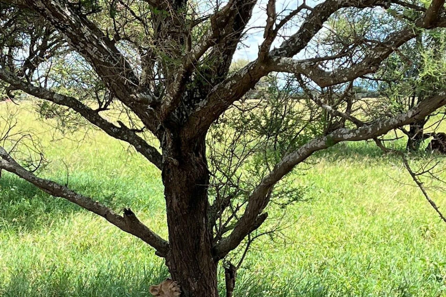 Tanzanie : safari safari dans la saison sèche en juin