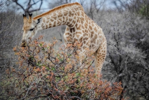 Tanzania: Nyerere National Park Trip Entry Ticket and Safari