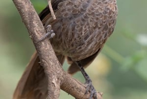 Tanzania Excursión de 2 días a Olpopongi Maasai, Materuni y Café
