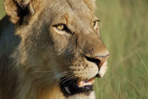 Arusha: tour di 4 giorni del Serengeti con alloggio, safari e pasti