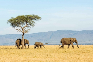 Arusha: tour di 4 giorni del Serengeti con alloggio, safari e pasti