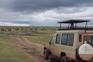 Arusha: tour di 4 giorni del Serengeti con alloggio, safari e pasti