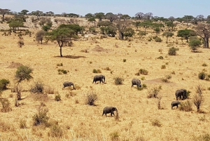 Arusha: tour di 4 giorni del Serengeti con alloggio, safari e pasti