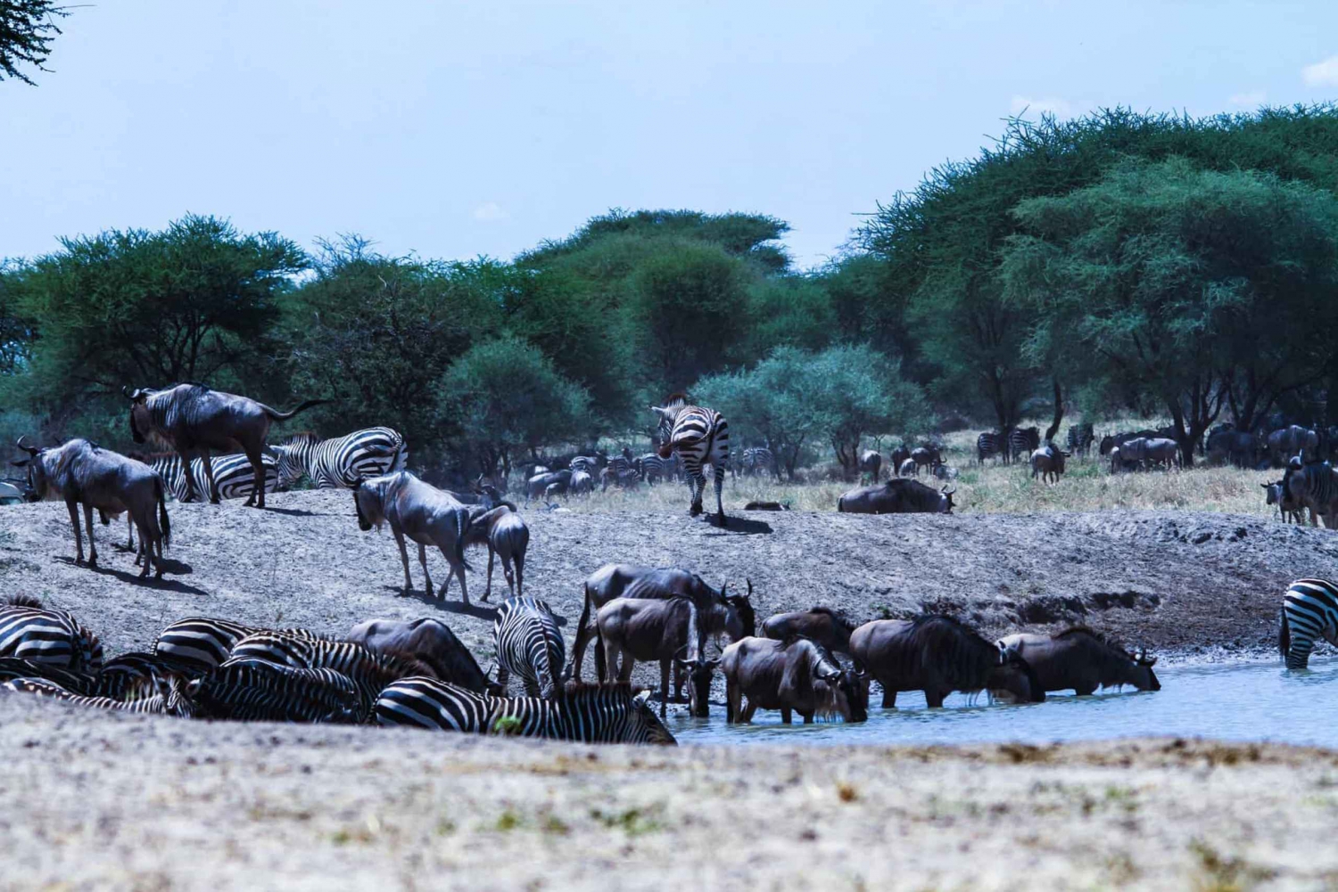 Tanzania: Private Group Serengeti Safari