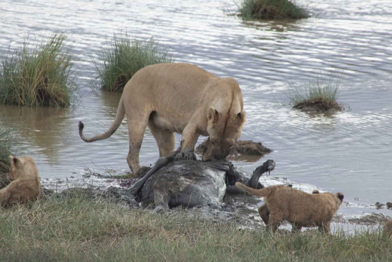 Tanzania: Private Group Serengeti Safari