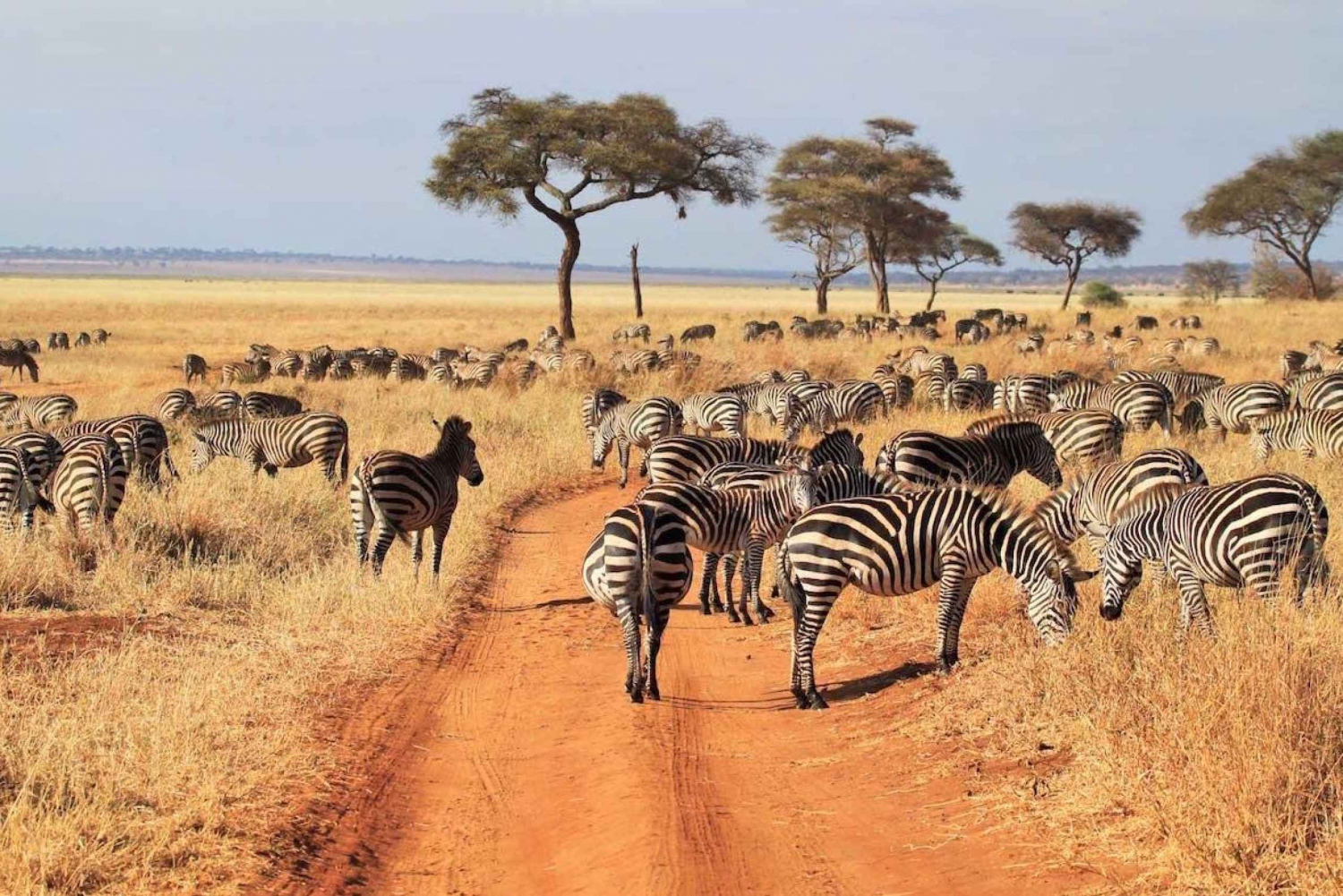 Tanzania Private Guided Luxury Safari.