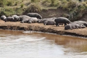 Tanzania: escursione con safari e spiaggia nel Parco Nazionale di Saadani