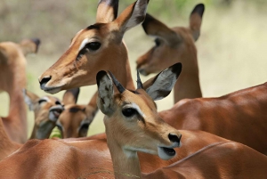Tanzania: escursione con safari e spiaggia nel Parco Nazionale di Saadani