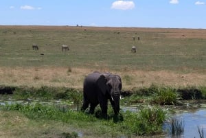 Tanzania: escursione con safari e spiaggia nel Parco Nazionale di Saadani