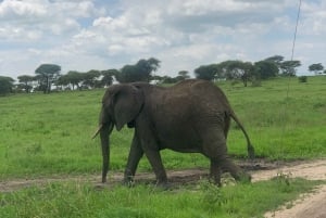 Tanzania: Serengeti, Ngorongoro, Tarangire, and Manyara …