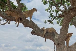 Tanzania: Serengeti, Ngorongoro, Tarangire, and Manyara …