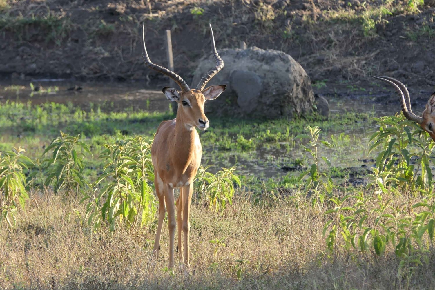 Tansania: Serengeti, Ngorongoro & Tarangire Safari-Tour