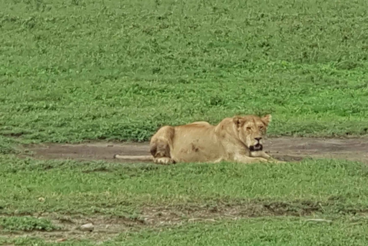 Tansania: Serengeti, Ngorongoro & Tarangire Safari-Tour