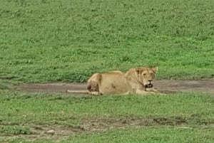 Tansania: Serengeti, Ngorongoro & Tarangire Safari-Tour