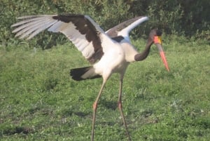 Tansania: Serengeti, Ngorongoro & Tarangire Safari-Tour