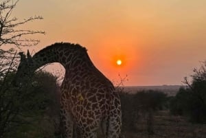 Tansania: Serengeti, Ngorongoro & Tarangire Safari-Tour