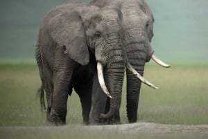 Tansania: Serengeti, Ngorongoro & Tarangire Safari-Tour