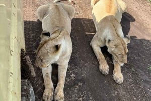 Vild safari i Tanzania: 2 dage i Tarangire og Ngorongoro-krateret