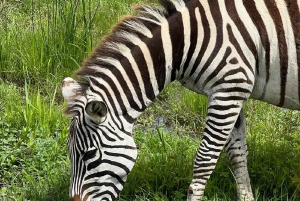 Vild safari i Tanzania: 2 dage i Tarangire og Ngorongoro-krateret