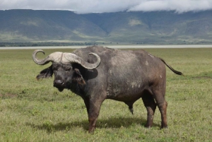Vild safari i Tanzania: 2 dage i Tarangire og Ngorongoro-krateret