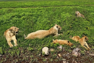 Vild safari i Tanzania: 2 dage i Tarangire og Ngorongoro-krateret
