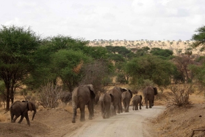 Tarangire: Safari de 2 dias com passeios de carro e alojamento