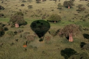 Tarangire: Safari balonem i śniadanie w buszu