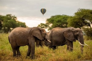 Tarangire: Ballon-Safari und Buschfrühstück